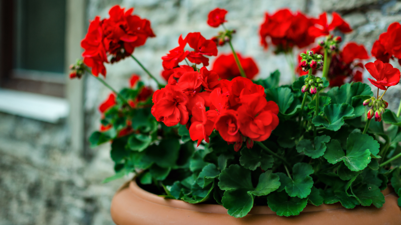 Red geranium flowers in a pot