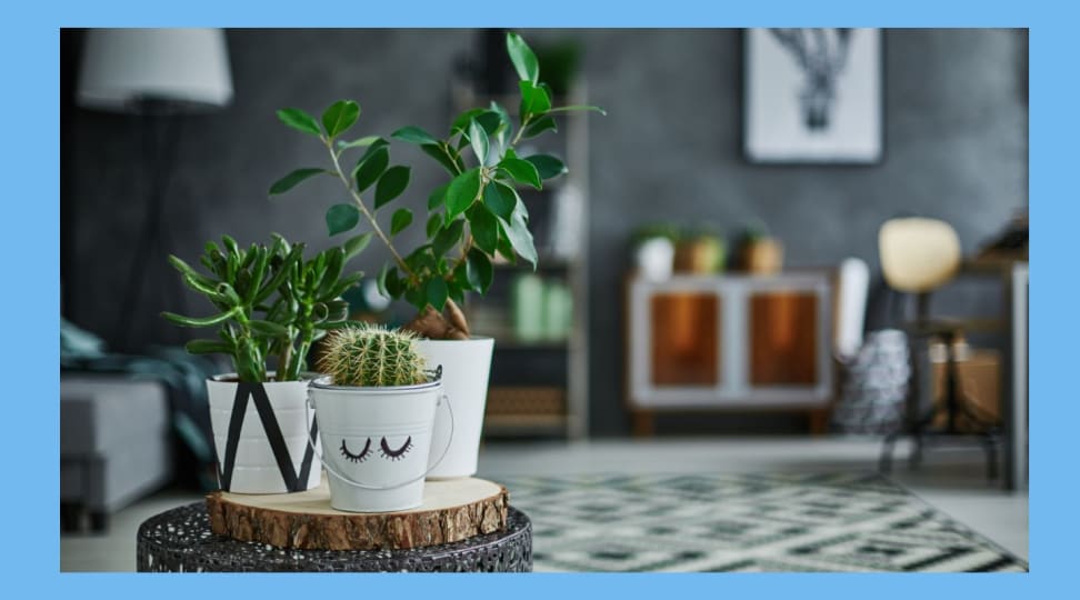 Several houseplants sitting indoors on a wooden coaster