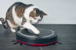Cat playing with a robot vacuum.