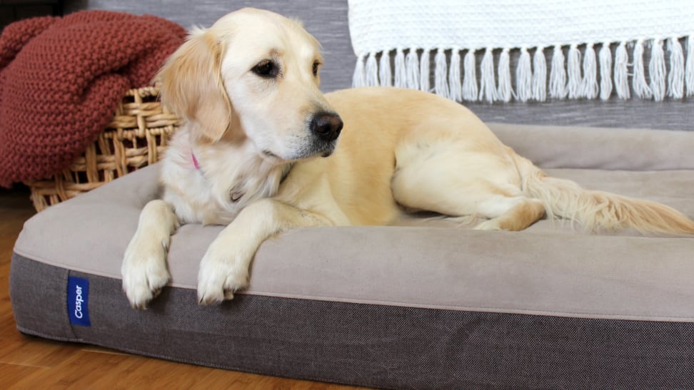 A golden retriever hangs its front legs over the Casper dog bed