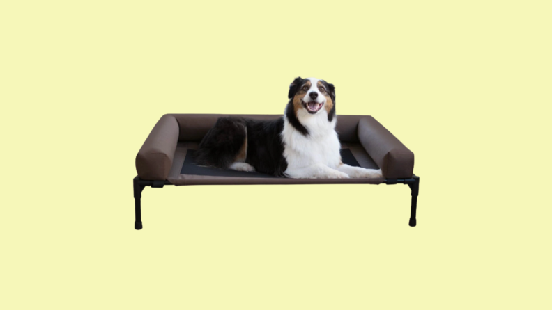 Dog laying on a small, pet cot, against a yellow background