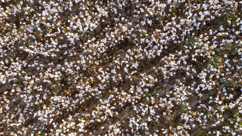 Aerial view of cotton field