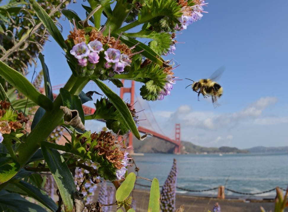 Black-tailed Bumble Bee and Golden Gate Bridge