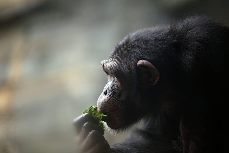 So, uh... are you gonna eat that? [Credit: Flickr user "MisterDavidC" (CC BY-NC 2.0)]