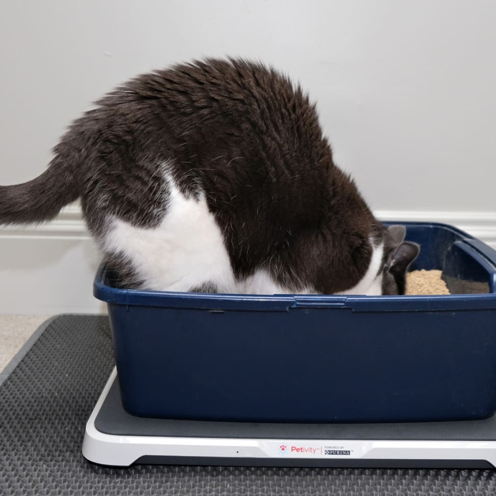 Buy the Smart Litter Box Monitor System