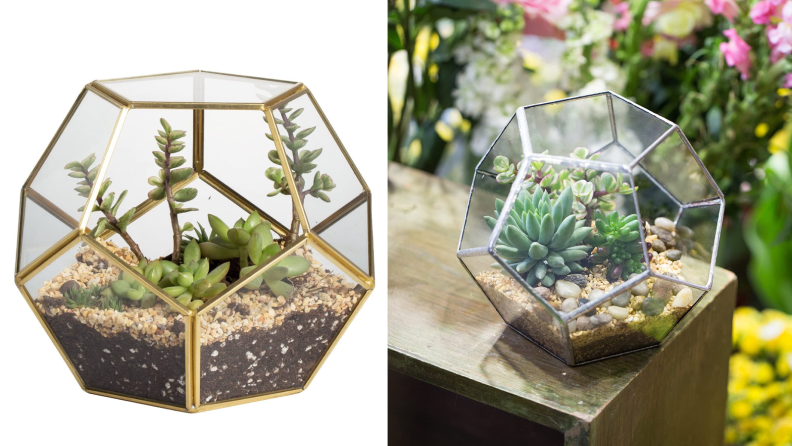 Terrarium