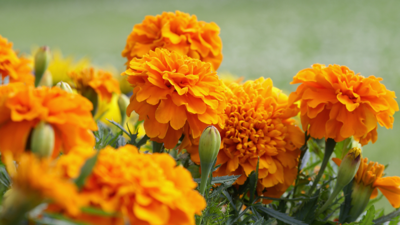Orange marigold flowers in field