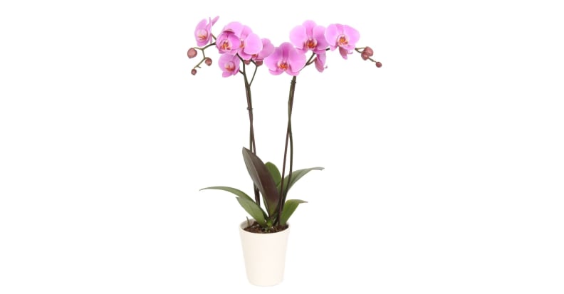 Orchids