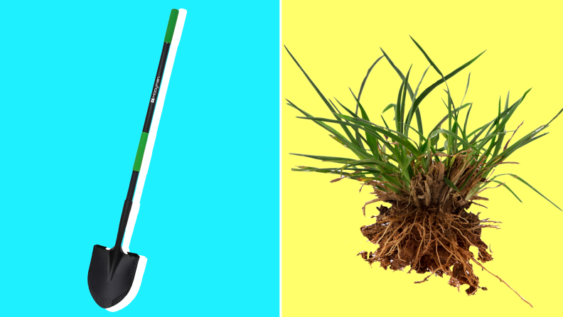 On left, product shot of the  Hooyman gardening Shovel. On right, crabgrass weed pulled out by the root with dirt on bottom.