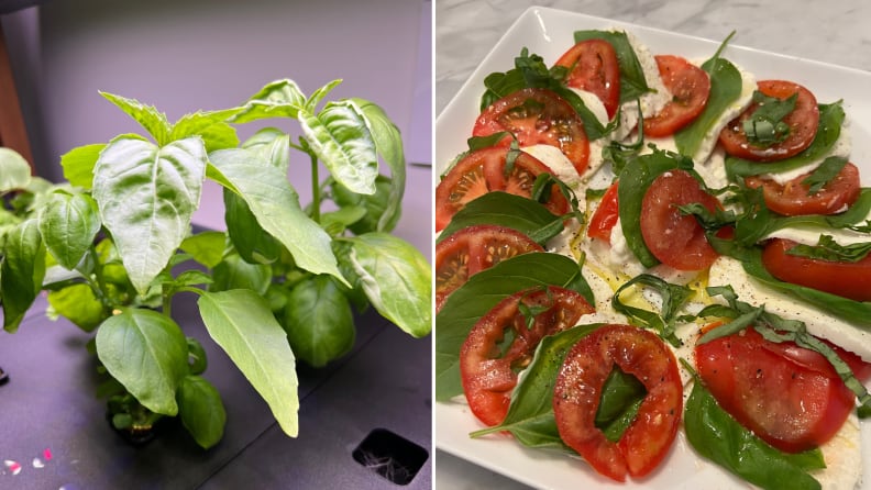 Left: fresh basil growing in the Rise Garden. Right: A plated Caprese salad with produce from the Rise Gardens