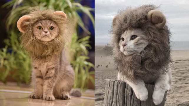 MewToGo Lion Mane for Cats
