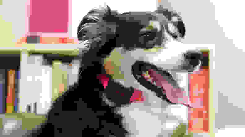 A beautiful black-and-white dog models the PetPuls AI-Powered Dog Collar.
