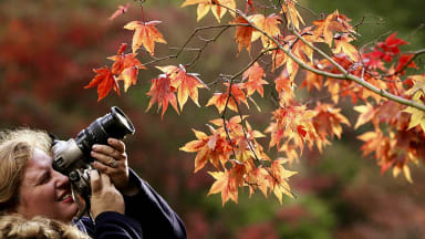 A photographer with a macro lens zooms in on some orange autumn leaves.