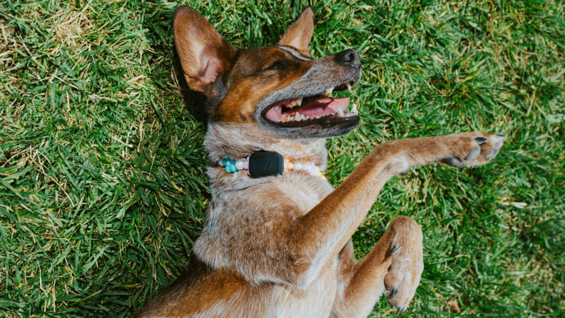 A happy dog wearing a Fi Mini collar lies on its back in the grass, showing its teeth in a playful grin.