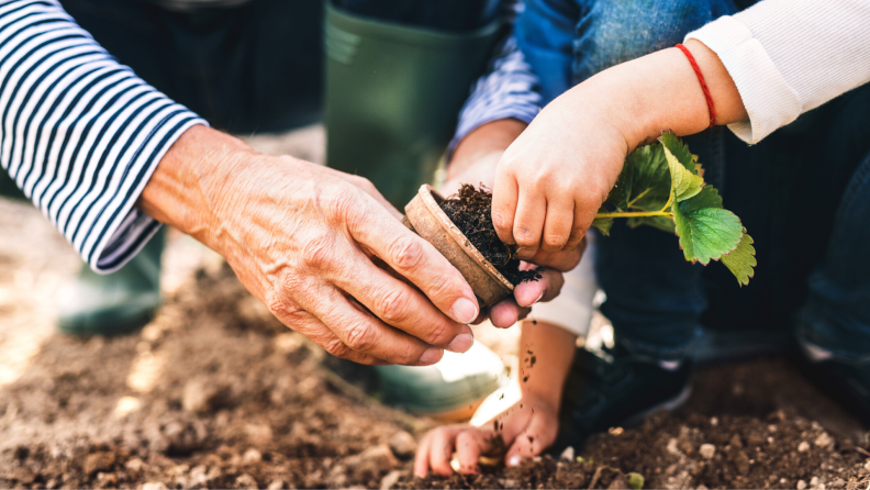 Girl and grandfather transplanting a seedling