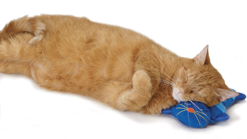 一只猫把头放在猫枕头上