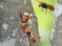 亚洲巨大的黄蜂，又名谋杀黄蜂队，可能在你的院子里