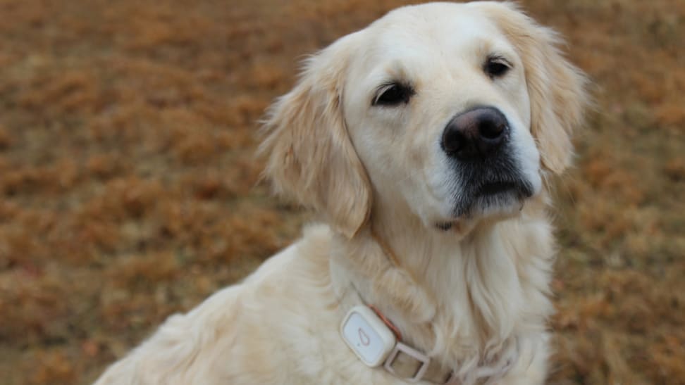 A very good girl (Golden Retriever) modeling a Whistle collar.