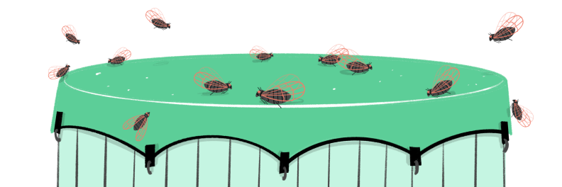 Illustration of hot tub covered up with cicadas flying around it