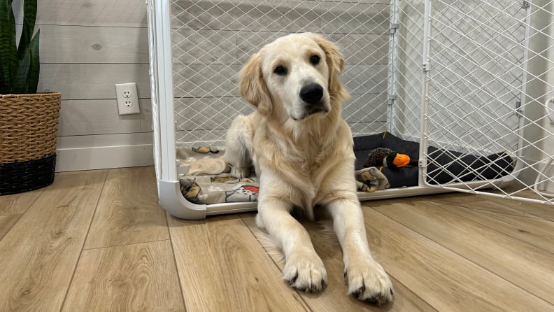travel dog crate reviews