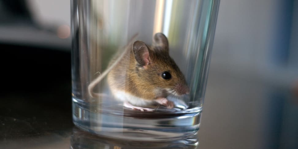 Mouse in a glass