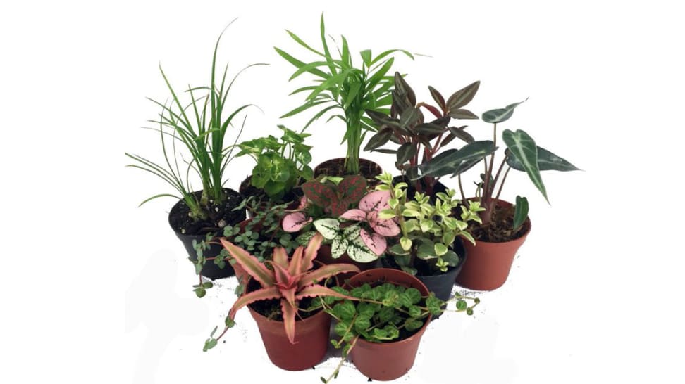 The best places to buy plants online Reviewed Home