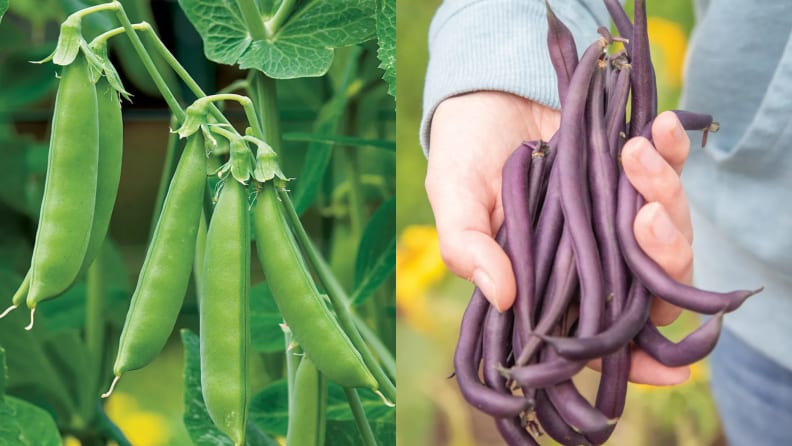 On left, green beans hanging on vine. On right, person holding handful of purple snap peas outdoors.