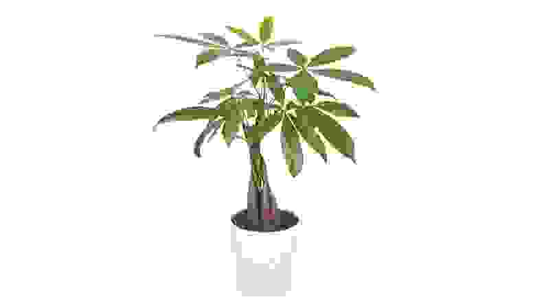 A money tree in a pot