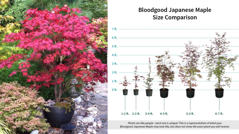 Fast growing trees bloodgood japanese maple next to a chart of maple heights