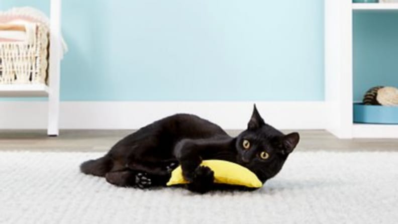 a cat plays with the Yeowww! toy