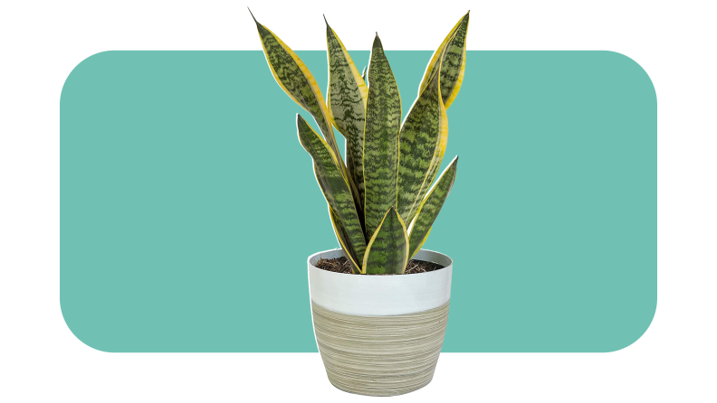 Green and yellow snake plant in gray and white potted plant.