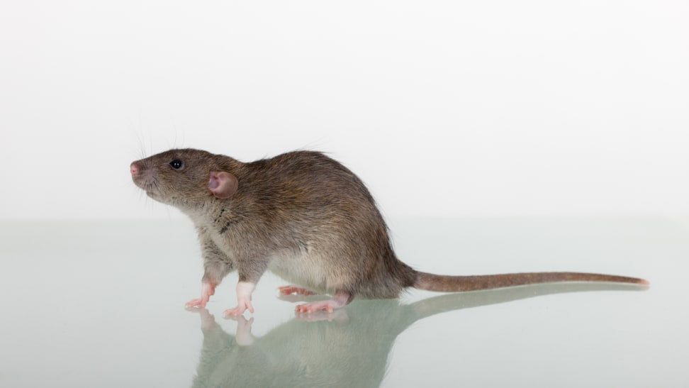 A close-up shot of a mouse against a white background.