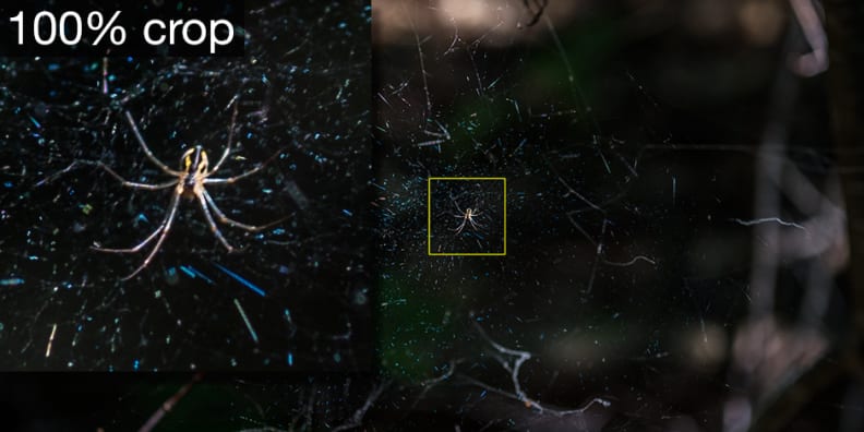 A sample photo of a spider taken by the Panasonic G7.