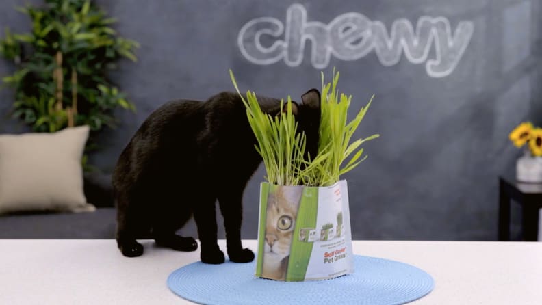 Cat grass