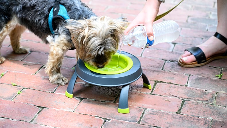 The 10 Best Travel Water Bowls for Dogs, Tested and Reviewed