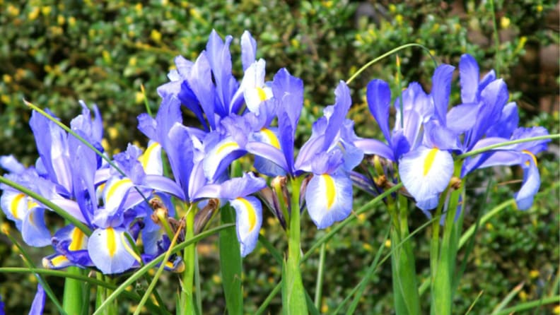 Blue flag iris flowers in a garden