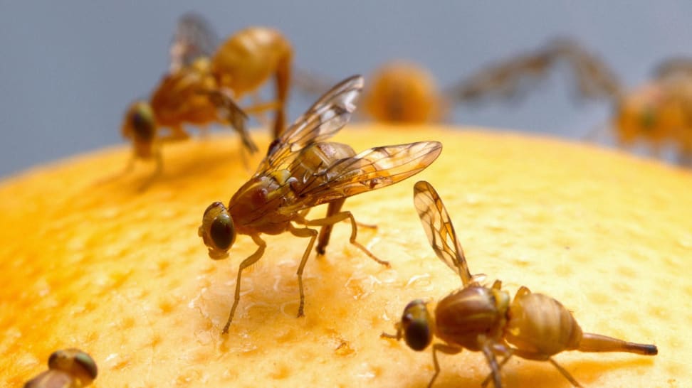 Fruit flies on an orange