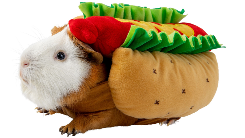 Guinea pig hot dog