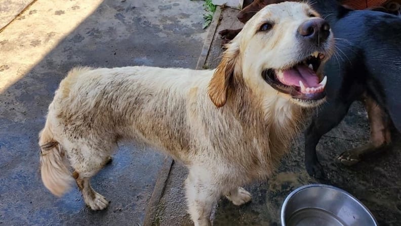Meet Addy, my darling golden retriever who hates being clean.