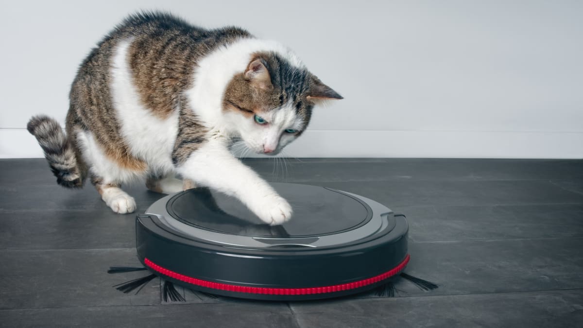 Robot Vacuums for Pet Hair: Clean Up Shedding Dander of 2023 Reviewed