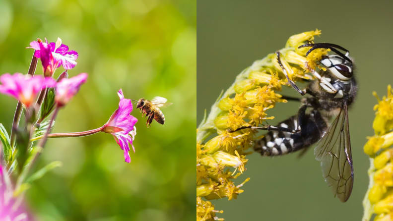 honeybee and bald-faced hornet