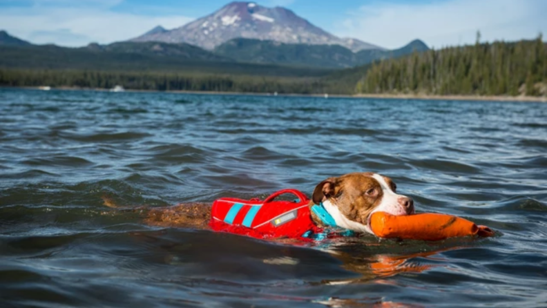 Dog retrieving a toy in the water