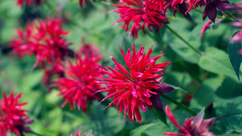 Bee balm