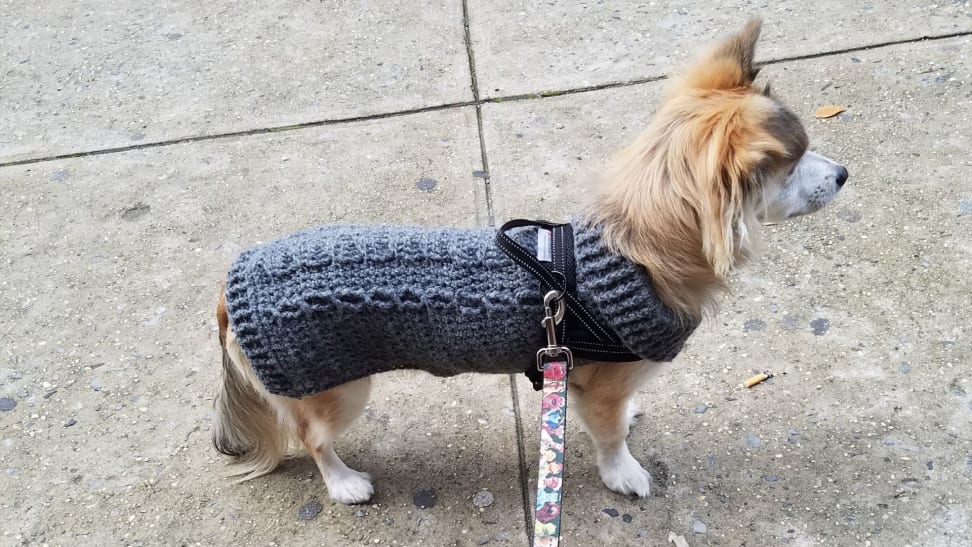 Dog wearing gray cable-knit sweater