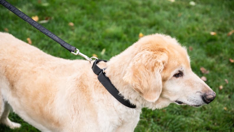 10 Best Dog Collars 2023, HGTV Top Picks