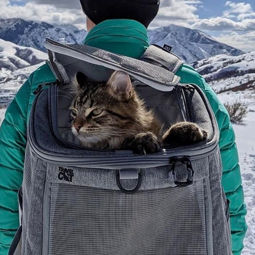Let your kitten see the world with this cat backpack - Reviewed