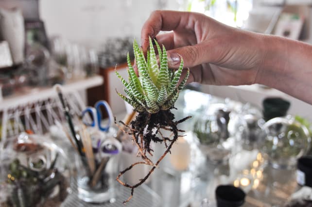 Succulent-Terrarium-6.jpg