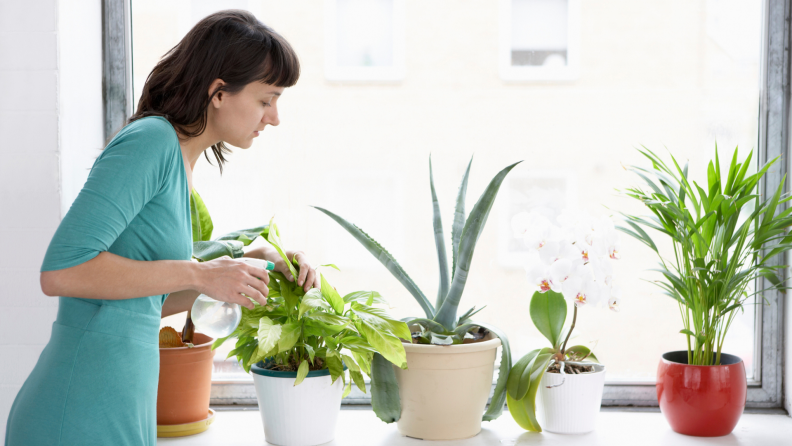 Watering herbs and houseplants