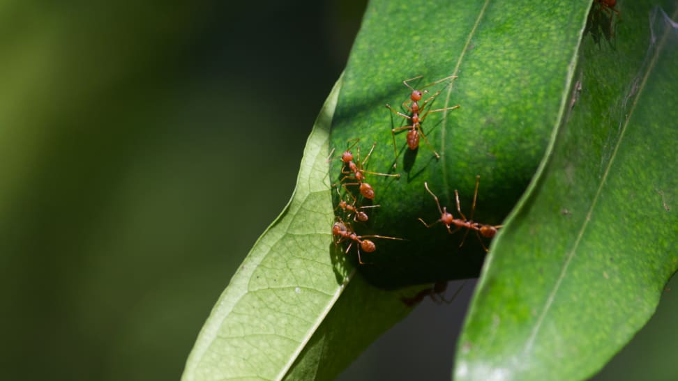 Close-up of red fire ants crawling on a green leaf