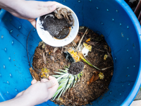 A person holding a bowl with compost in it, above a blue bucket of compost.